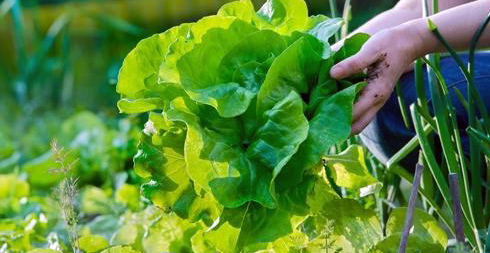 Почніть свої городні експерименти з салату - за ним доглядати найпростіше