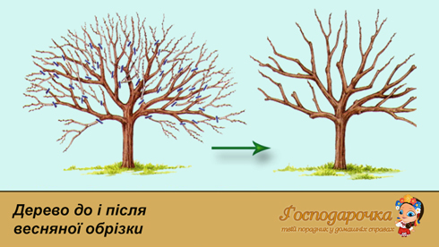 Дерево до і після весняної обрізки