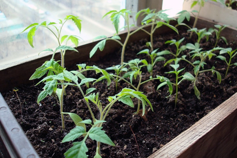 Вирощування розсади помідорів в домашніх умовах