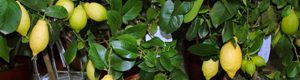 Як виростити лимон в домашніх умовах